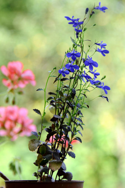  - 04 Gradina de flori 2020