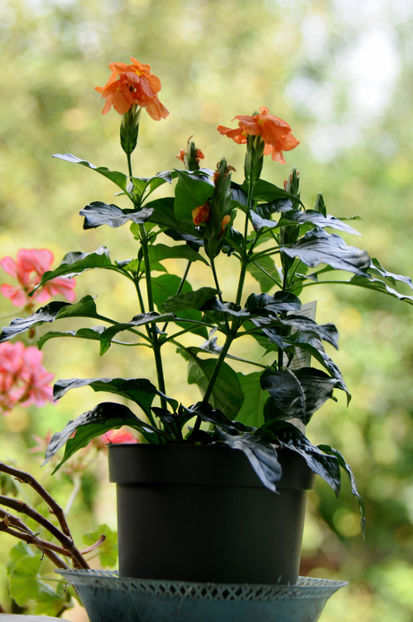  - 04 Gradina de flori 2020