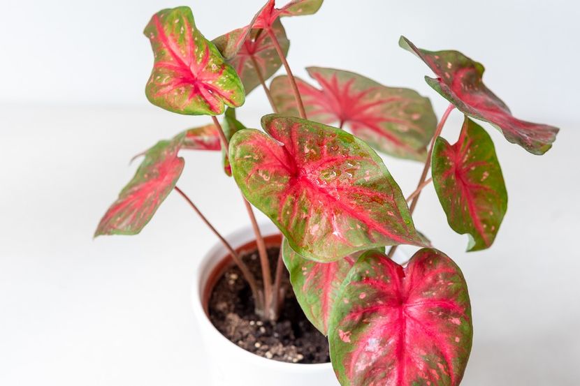 Caladium Red Flash? - Caladium