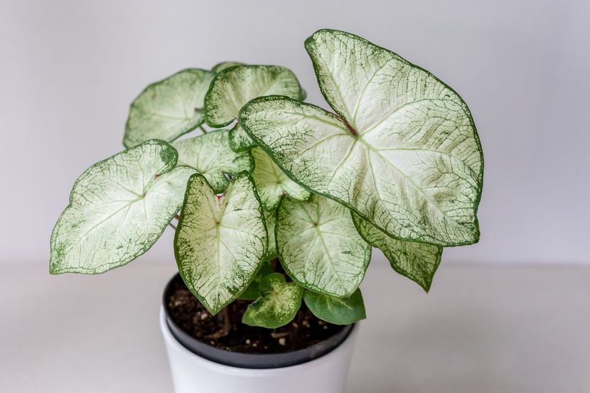 Caladium Florida Moonlight - Caladium