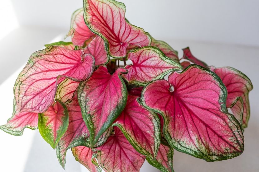 Caladium Sweetheart - Caladium