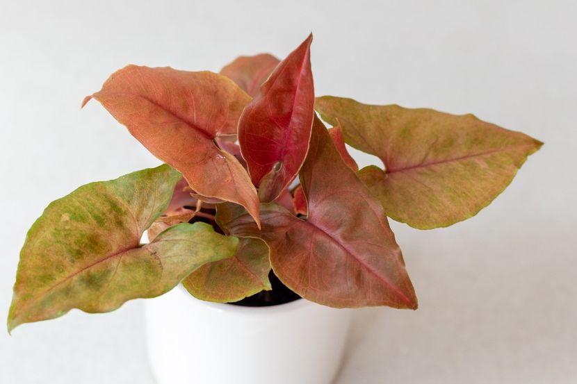 AA8A8049 - Syngonium