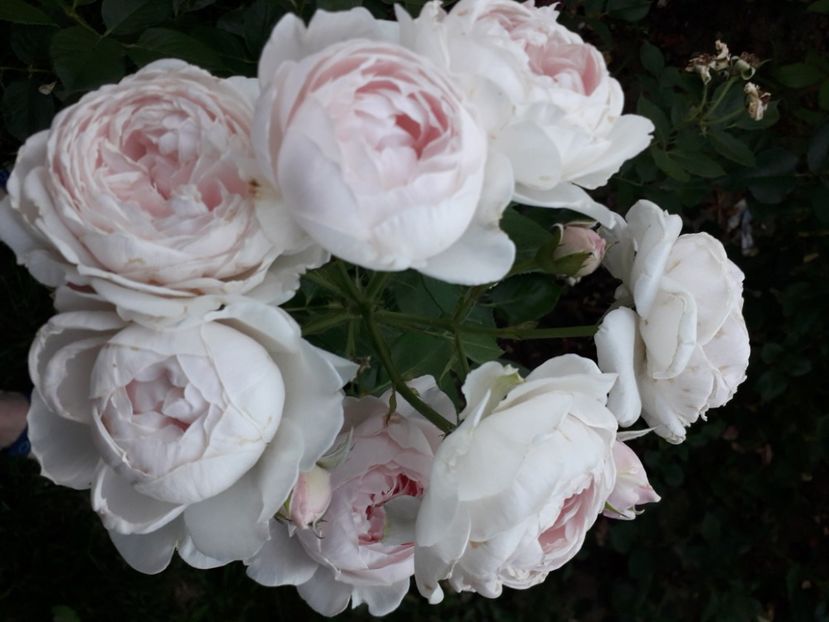  - 00 Disponibil toamna 2023