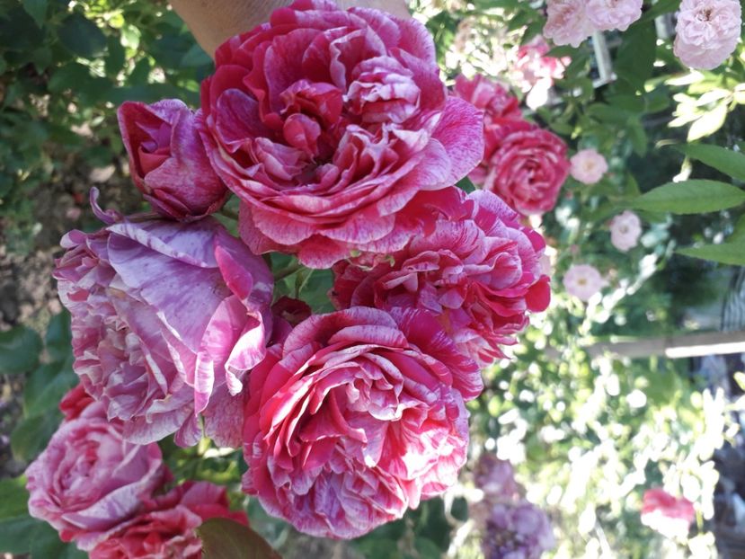  - 00 Disponibil toamna 2023