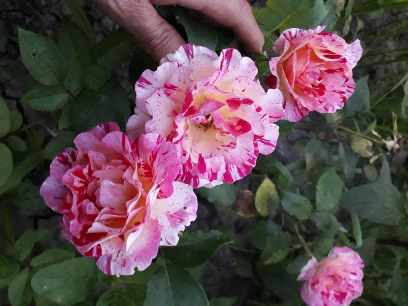  - 00 Disponibil toamna 2023