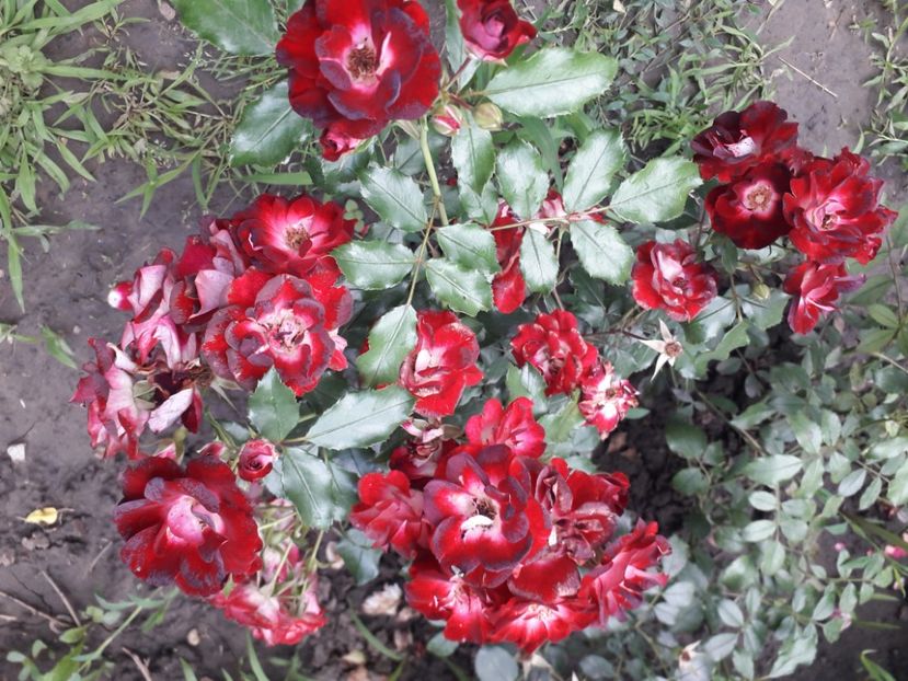  - 00 Disponibil toamna 2023