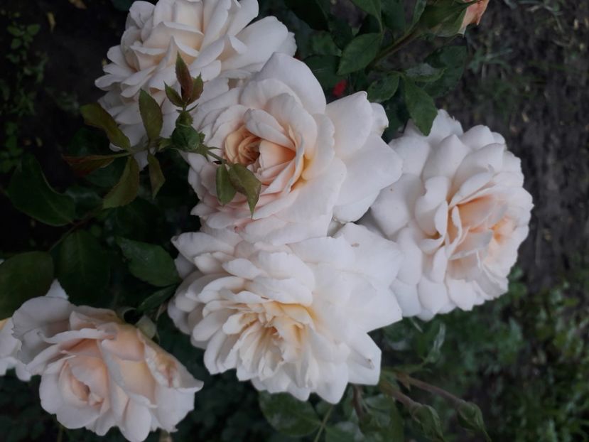  - 00 Disponibil toamna 2023