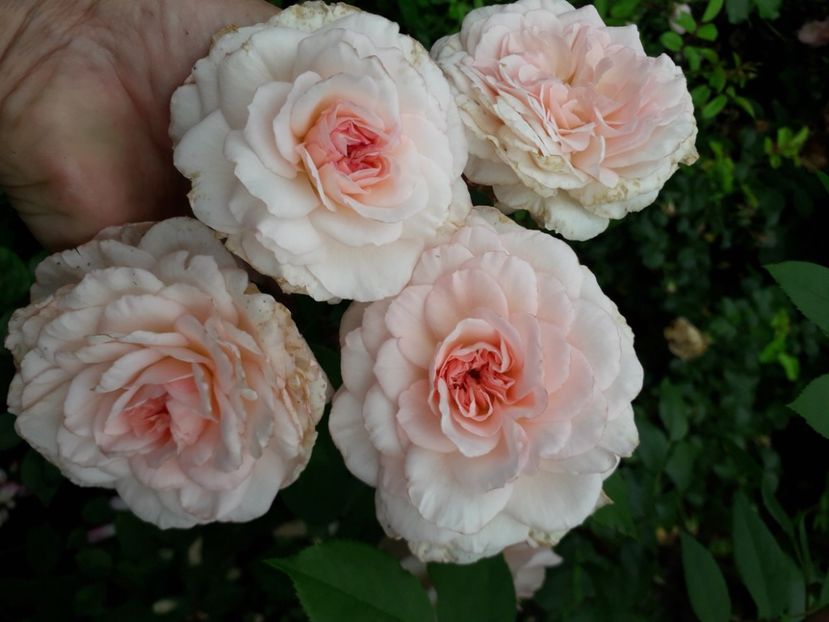  - 00 Disponibil toamna 2023