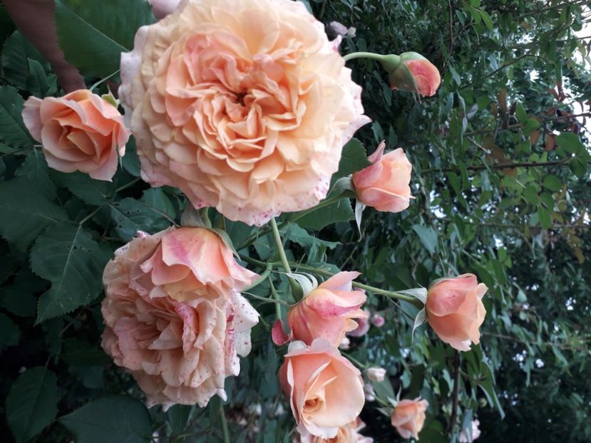  - 00 Disponibil toamna 2023