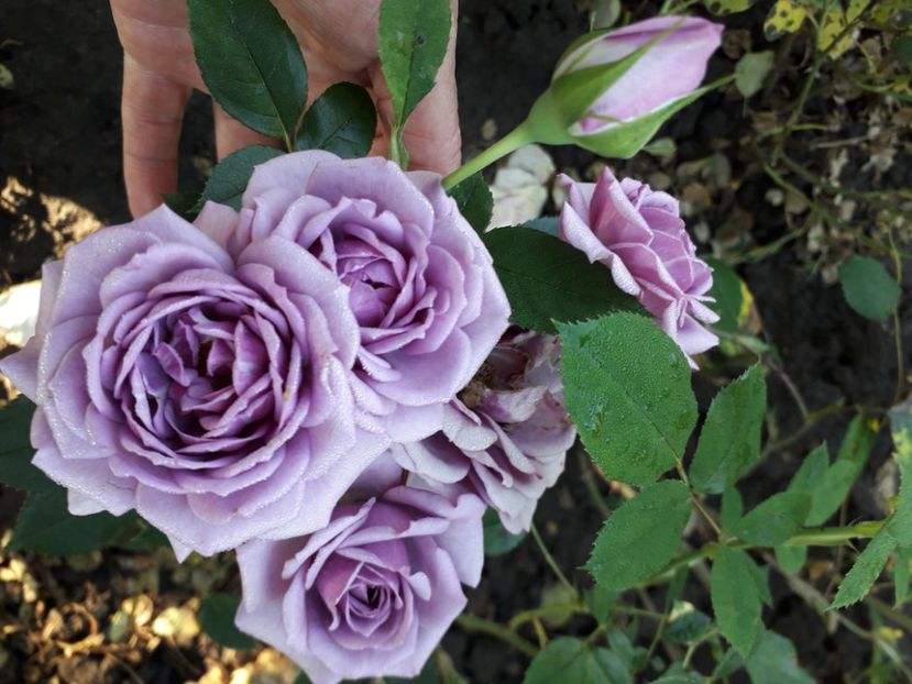  - 00 Disponibil toamna 2023