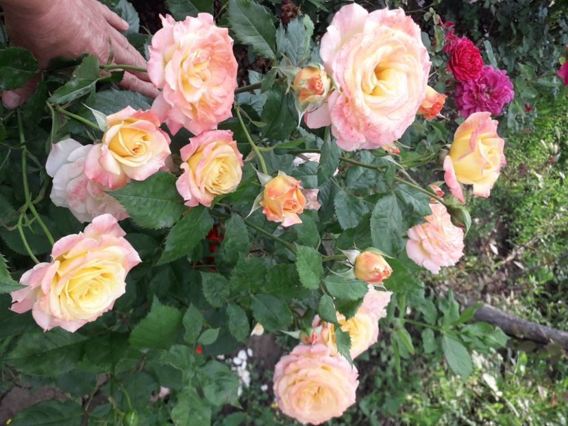  - 00 Disponibil toamna 2023