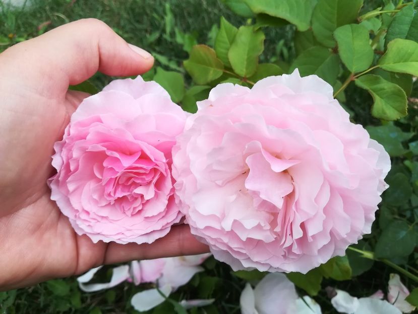 GARTENTRAUME - Trandafiri 2020