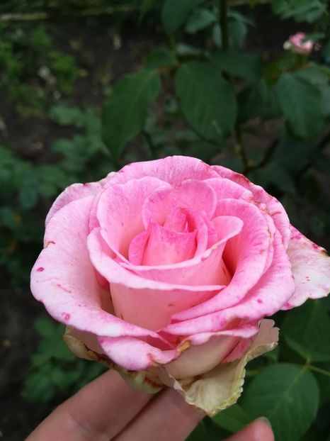 PINK INTUITION - Trandafiri 2020