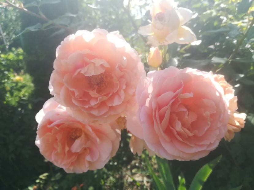 ABRAHAM DARBY - Trandafiri 2020