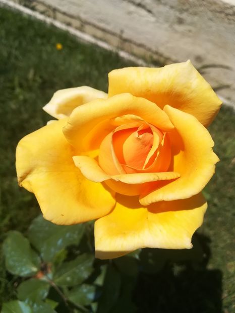 CANDLELIGHT - Trandafiri 2020