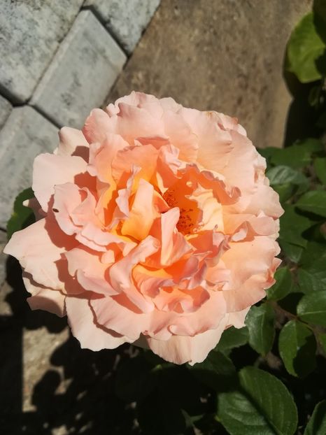 POLKA - Trandafiri 2020