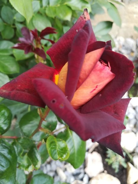 EDY MITCHELL - Trandafiri 2020