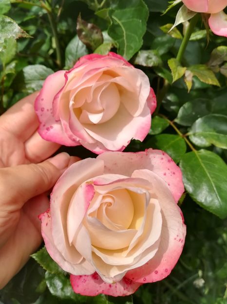 NOSTALGIE - Trandafiri 2020