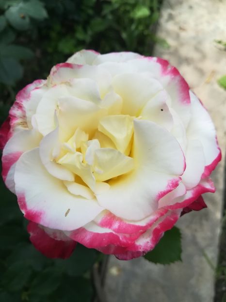 DOUBLE DELIGHT - Trandafiri 2020