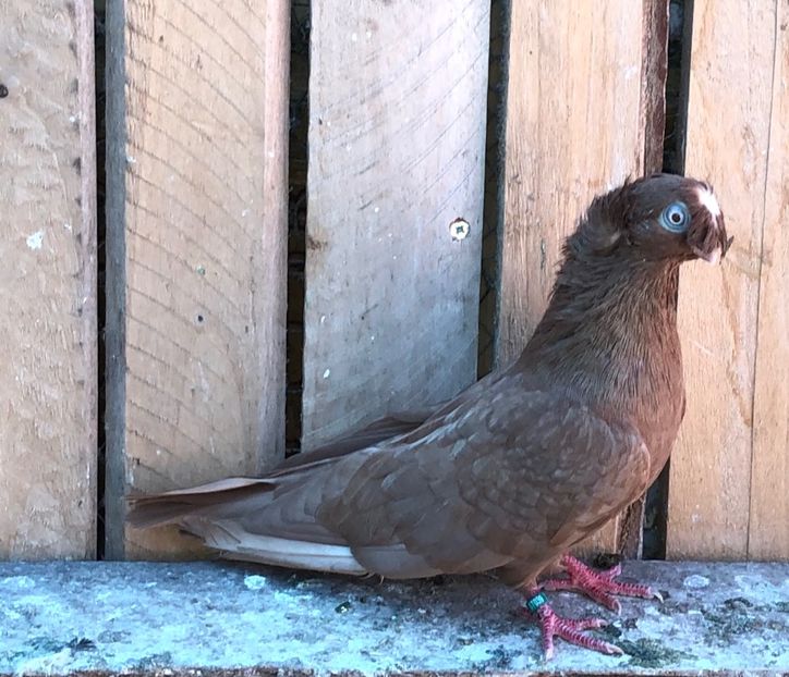 7039  mascul  2019 - Plecați ALBUM 3