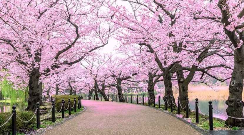 Primavara -Florile De Ciresi - - 5 - Konnichiwa