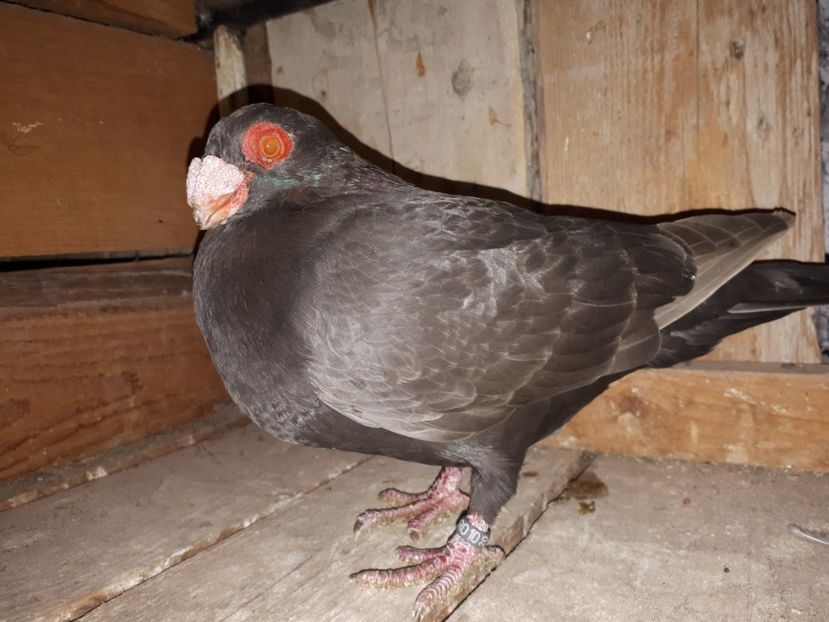 M vîndut - J2 _ tineret 2020