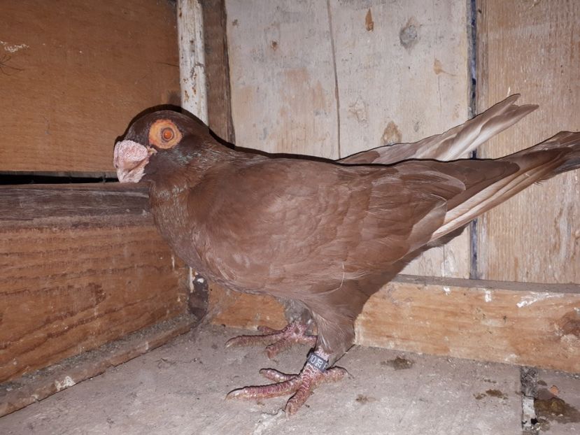 M vîndut - J2 _ tineret 2020