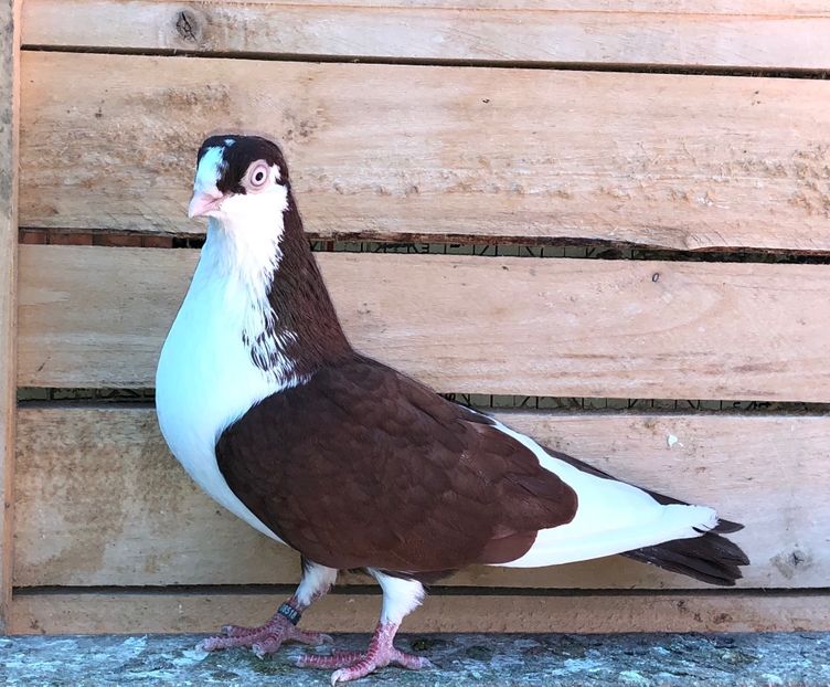 8518  femelă  2020 - Plecați ALBUM 3