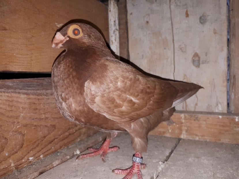 F vîndută - J2 _ tineret 2020