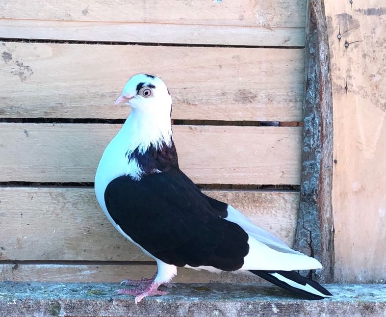 8563  femelă  2020 - Plecați ALBUM 3