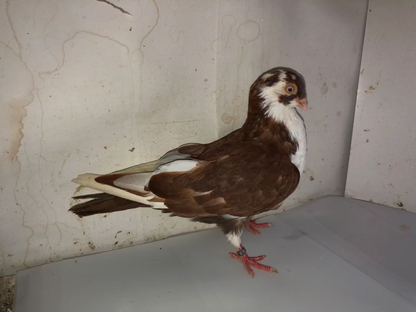 8588  mascul  2020 - Plecați ALBUM 3