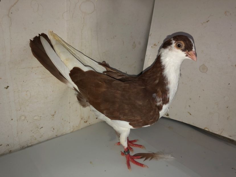 8710  femelă  2020 - Plecați ALBUM 3