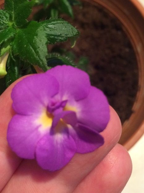 15.08.2020- Venice - Achi cu 6 petale