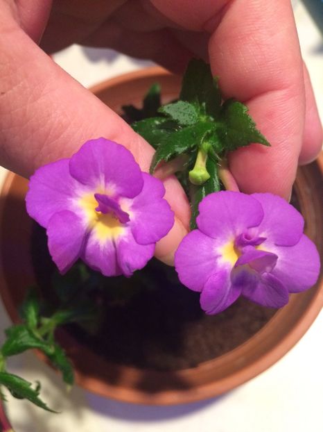 15.08.2020- Venice - Achi cu 6 petale