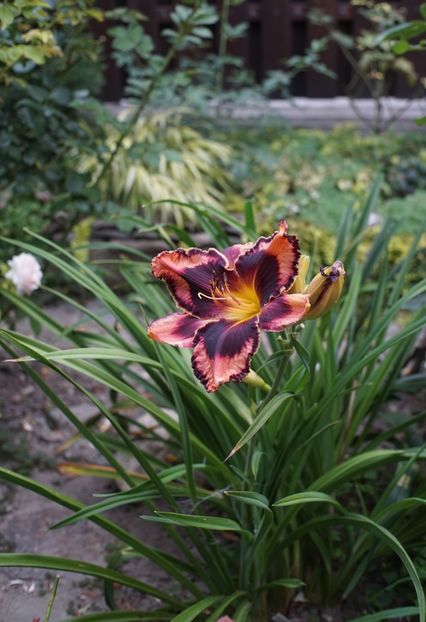  - August 2019- August 2020