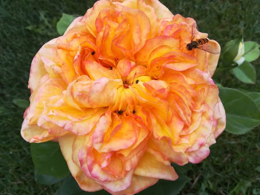 HENRY DELBARD - Trandafiri 2020