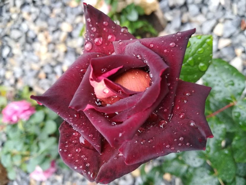 EDY MITCHELL - Trandafiri 2020