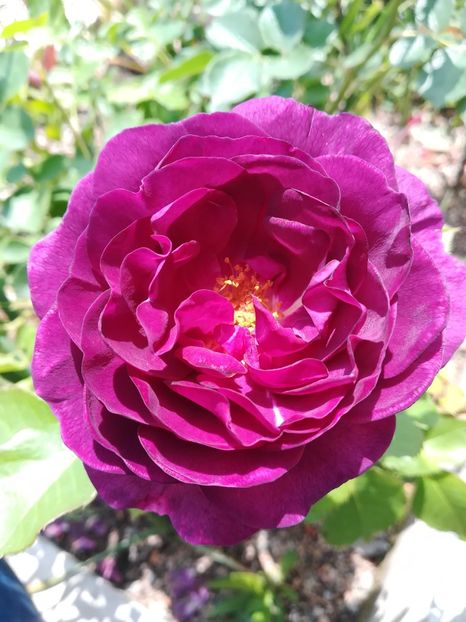 MINERVA - Trandafiri 2020