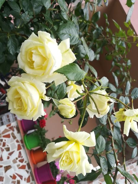 ELFE - Trandafiri 2020