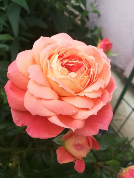 Quenn of heart - Trandafiri 2020