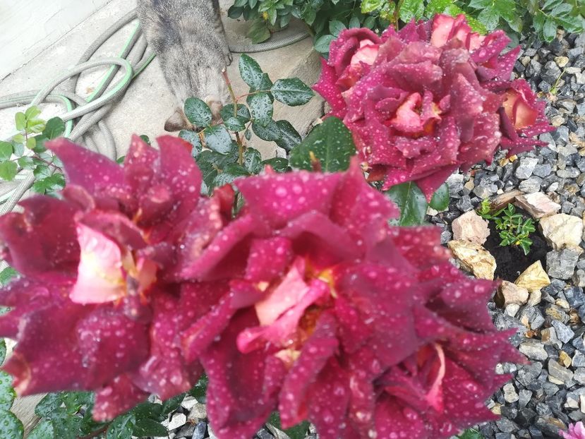 Edy Mitchell - Trandafiri 2020