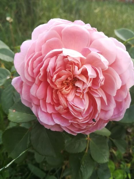 JUBILEE CELEBRATION - Trandafiri 2020