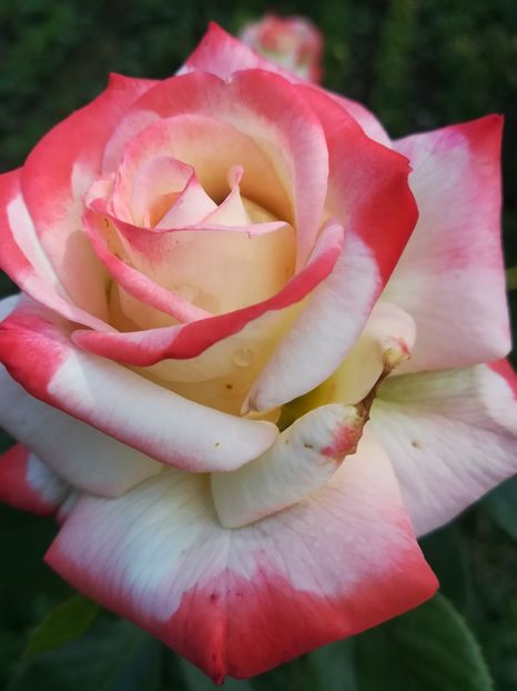 Imperatrice Farah - Trandafiri 2020