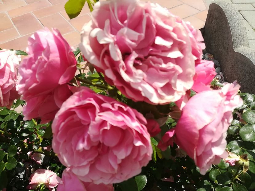 Leonardo da Vinci - Trandafiri 2020