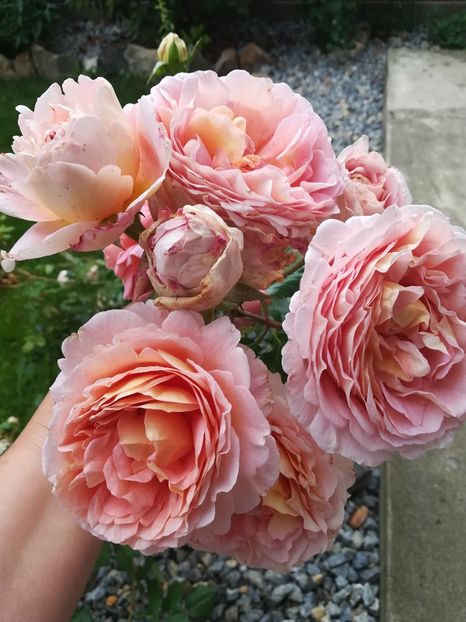 Abraham DARBY - Trandafiri 2020
