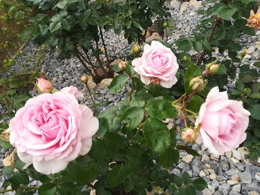 Alexandra princess de Luxemburg - Trandafiri 2020