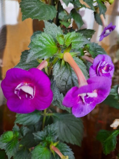  - PURPLE MYSTERY