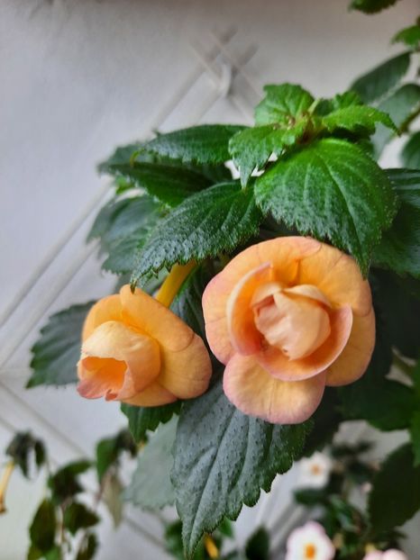 Rf's Tropicana - AA RIZOMI ACHIMENES 2022