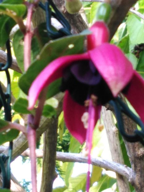 Blacky1[1] - My Fuchsia Collection