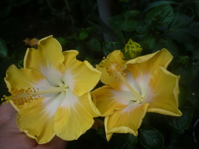 P1450641 - HIBISCUSI 2020-3